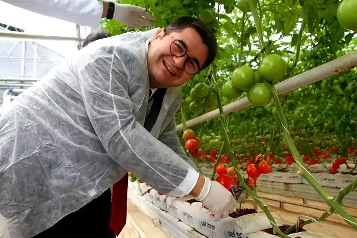 Kula'da Jeotermal Seranın İlk 2025 Hasadı